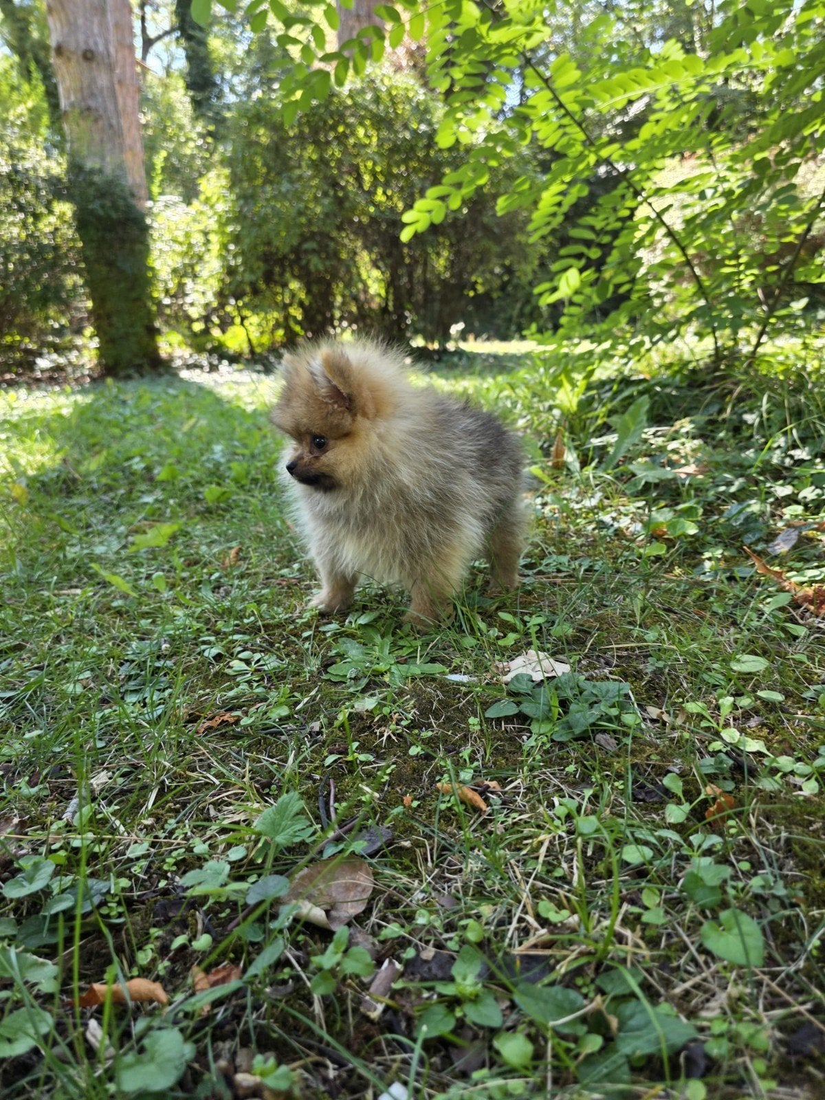 Pomeriaan pups, Dieren en Toebehoren, Particulier, 15 weken tot 1 jaar, Buitenland, Meerdere