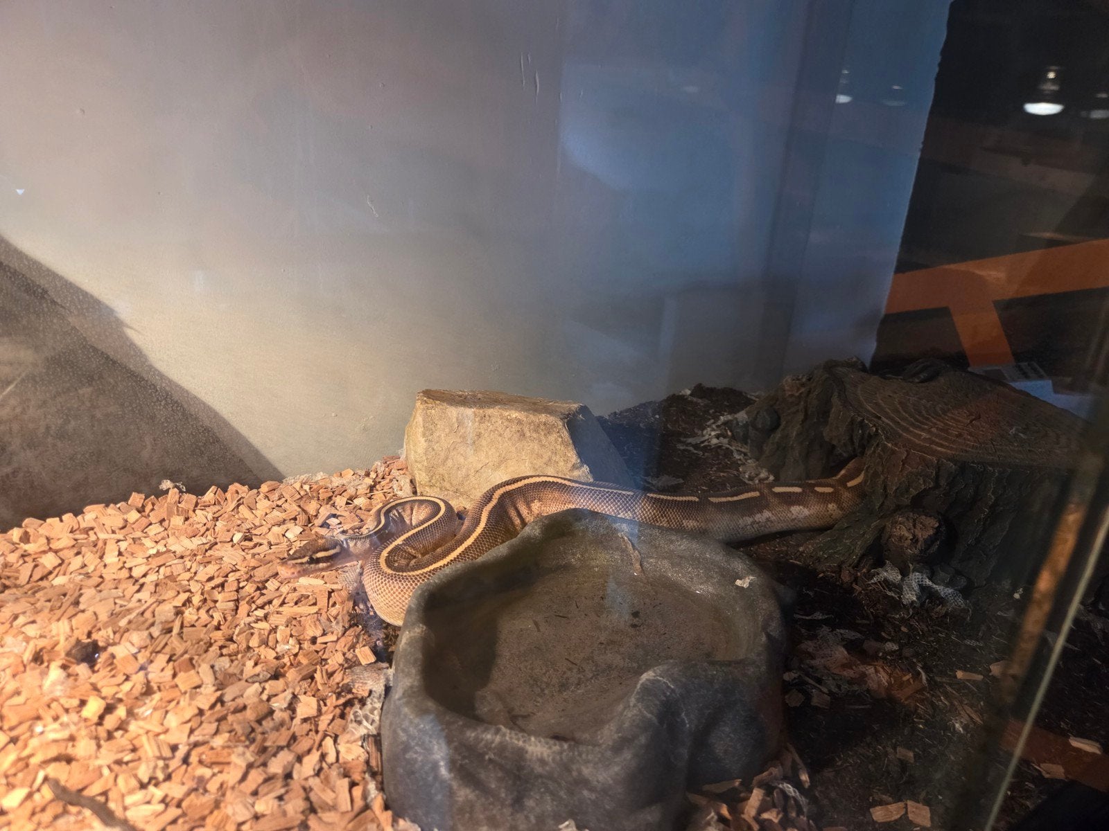 Koningspython met terrarium Ball Python - unknown for sale from Bryan Grimminck