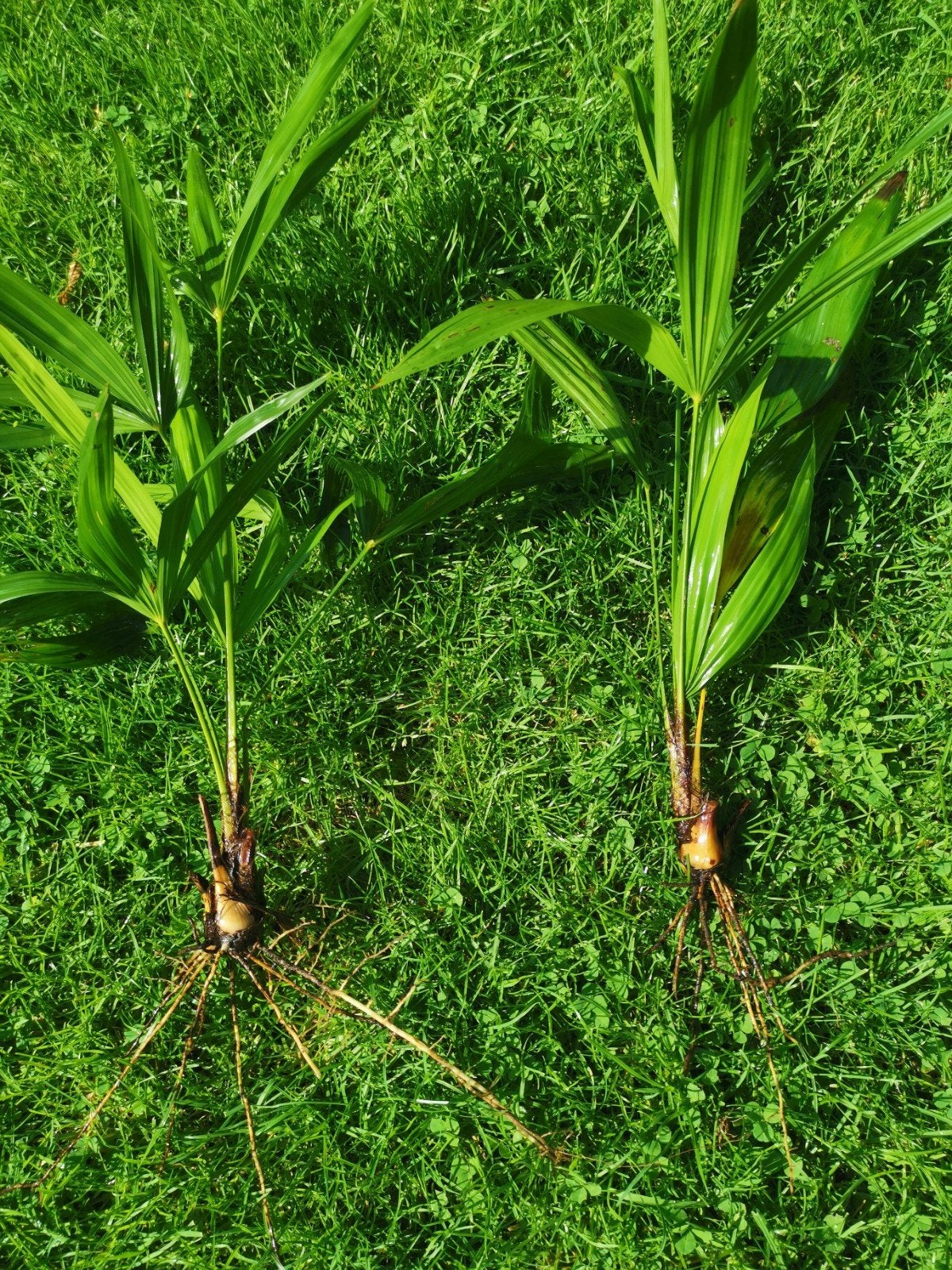Palmboom. Winterhard, Minder dan 100 cm, Zomer, Palmboom, Ophalen
