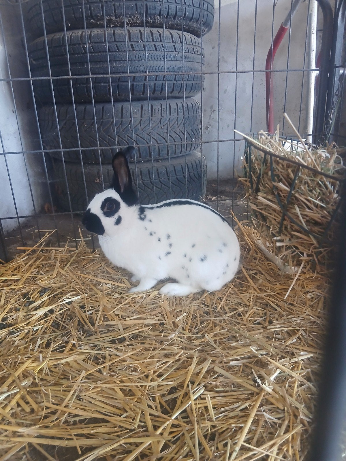 Te koop konijnen konijn, Dieren en Toebehoren, Konijnen, Meerdere dieren, Middelgroot, 0 tot 2 jaar