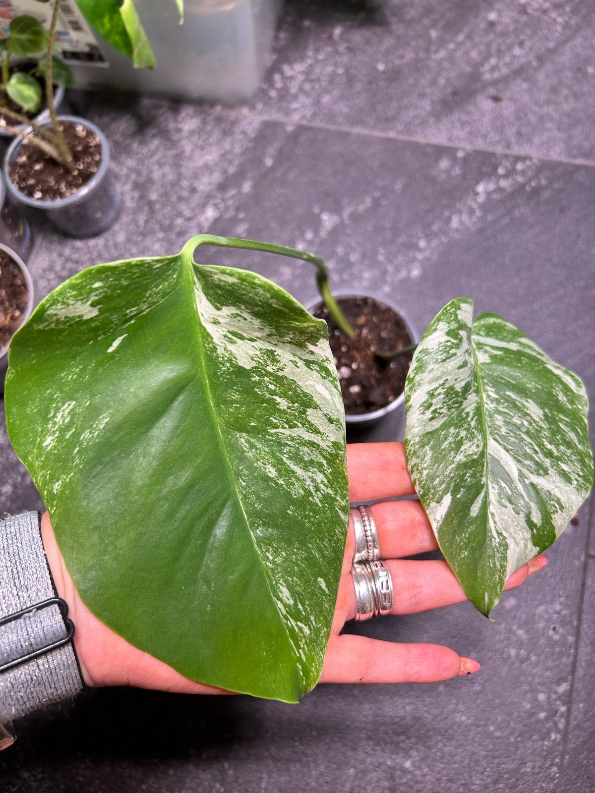 Monstera Deliciosa Variegata - Zeldzame Kamerplant, Overige soorten, In pot, Minder dan 100 cm, Groene kamerplant