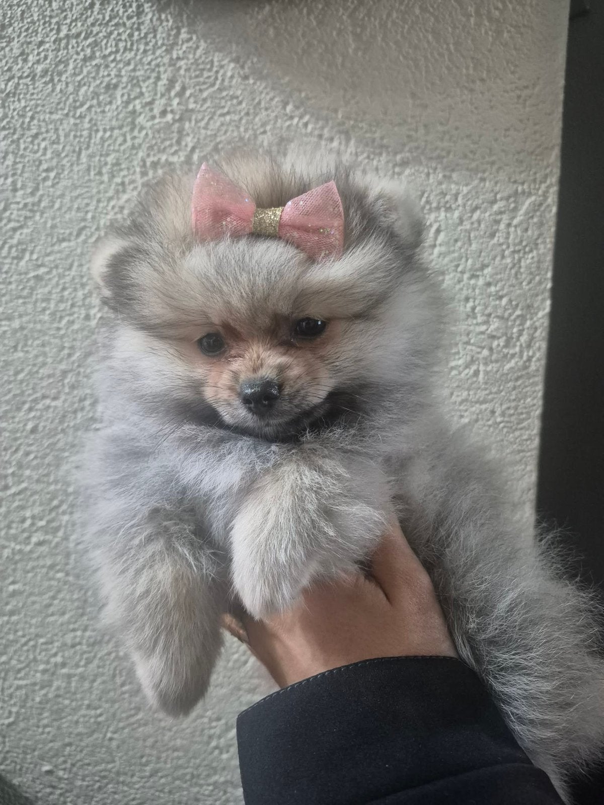 Pomeriaan mini Pomeriaan, Dieren en Toebehoren, Honden | Niet-rashonden, Rabiës (hondsdolheid), 15 weken tot 1 jaar, Reu, Eén hond