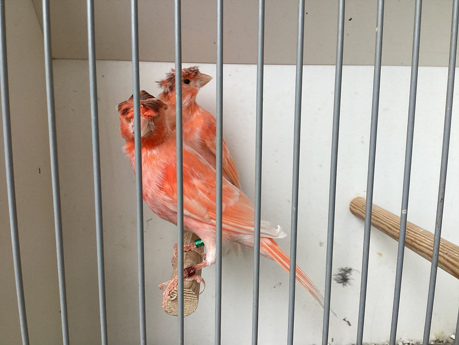 Te koop twee harlekijn mannen metkuif, Dieren en Toebehoren, Mannelijk