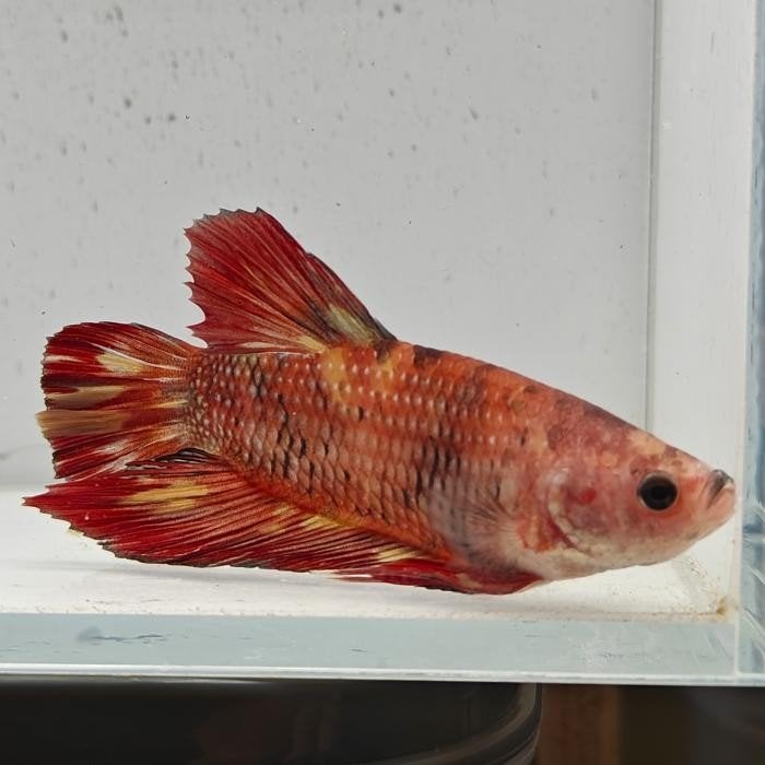 Betta splendens man 16, Vis
