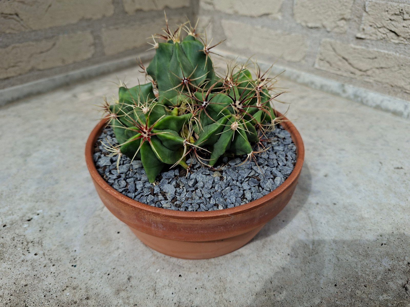 cactus plant in een terracotta schaal., Tuin en Terras, Planten | Tuinplanten, Ophalen, Overige soorten, Volle zon