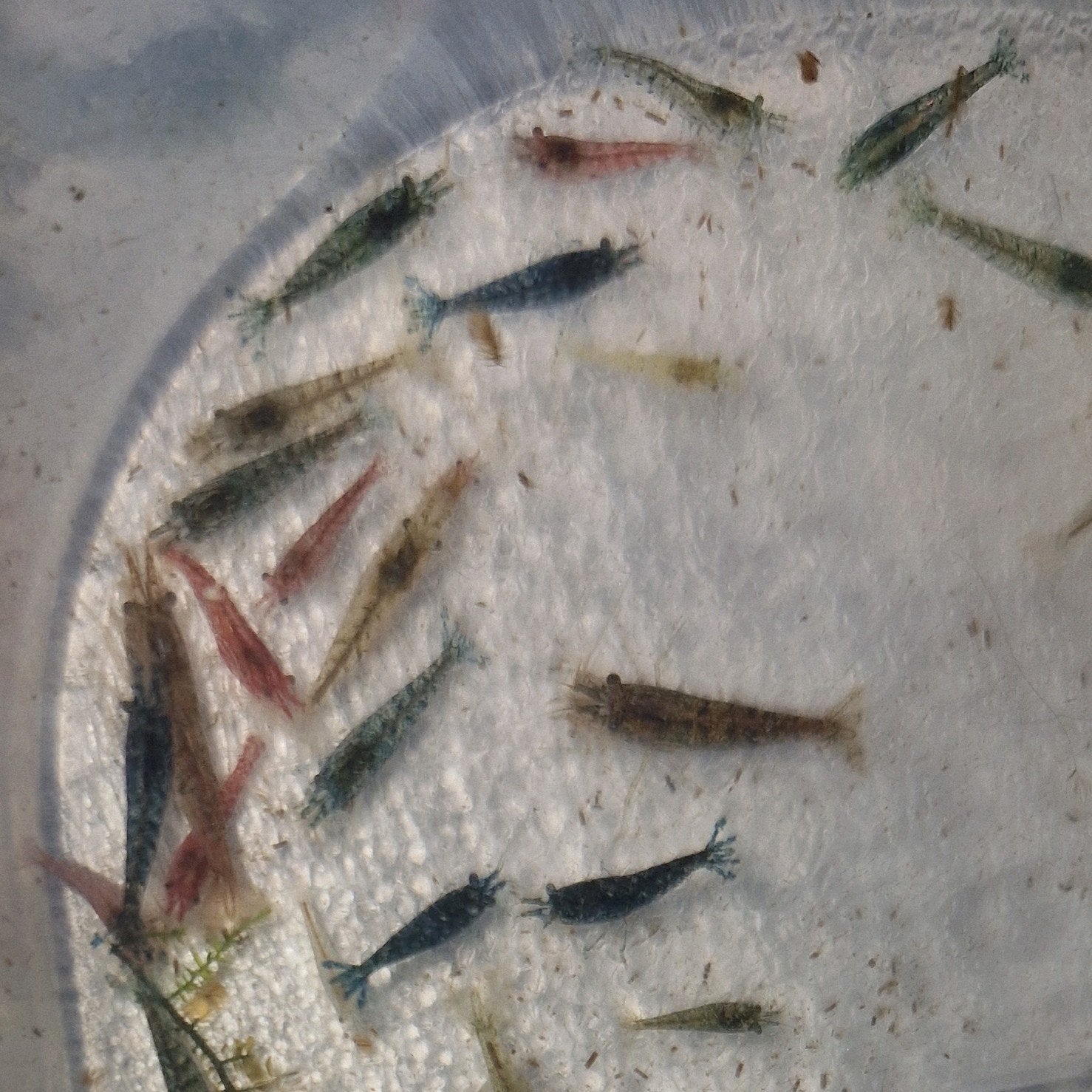 Neocaridina garnalen mix, Kreeft, Krab of Garnaal