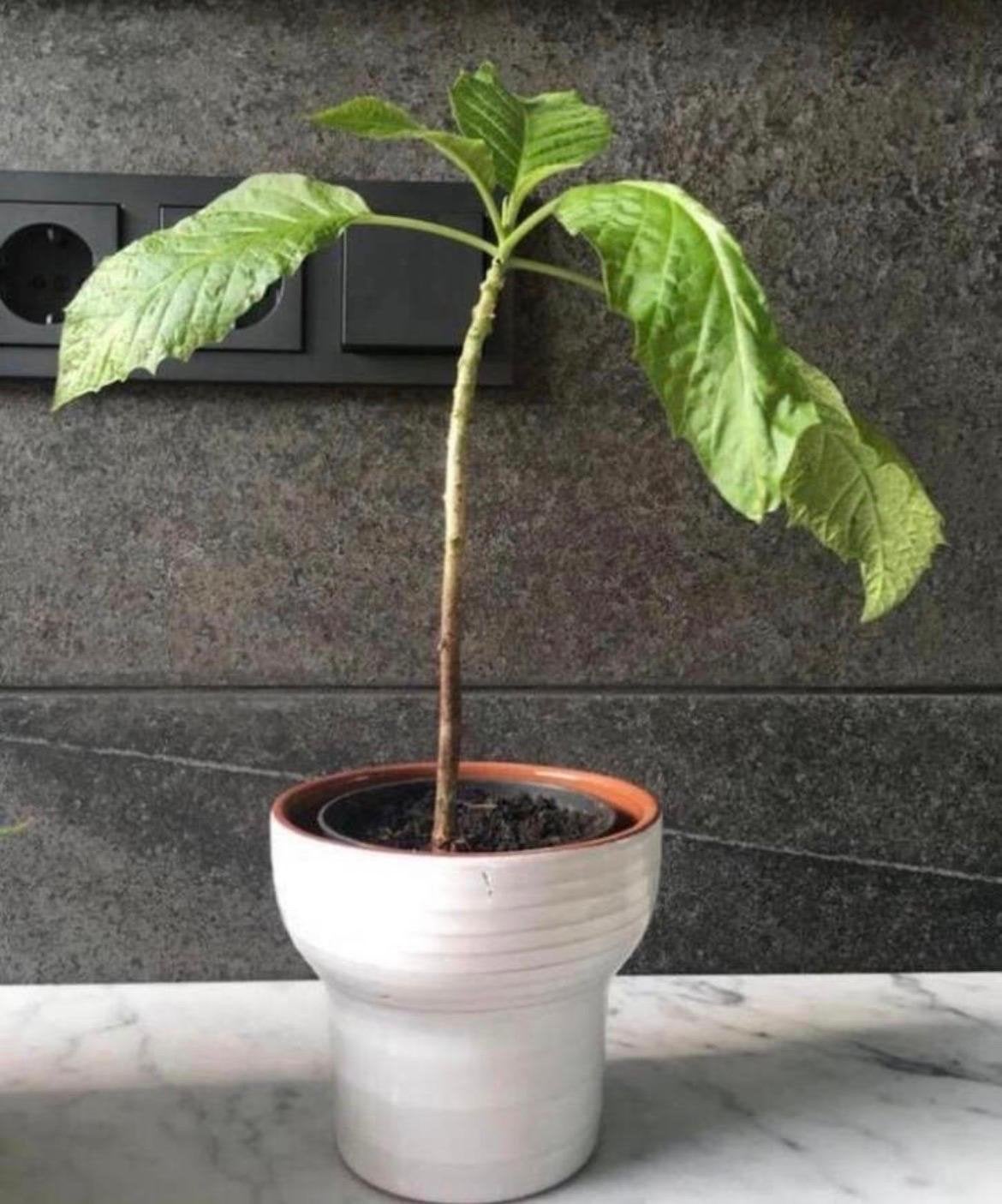 Mooie witte bloempot van terracotta HxD 10x11,8cm, Ophalen, Rond, Binnen, Zo goed als nieuw