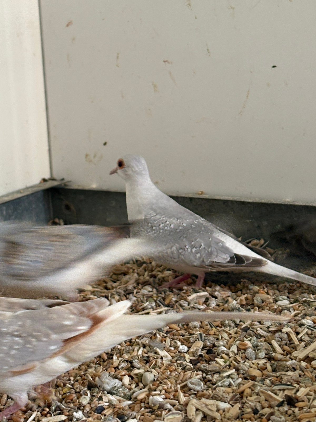 Koppels diamant duiven, Dieren en Toebehoren, Meerdere dieren, Overige soorten