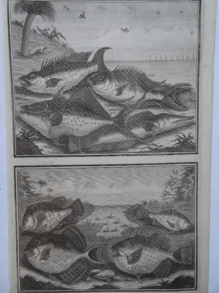 twee etsen tropische vissen nr 9, Indonesië Elliger 1724, Antiek en Kunst, Origineel, Flora en Fauna, 1700 - 1799, Verzenden