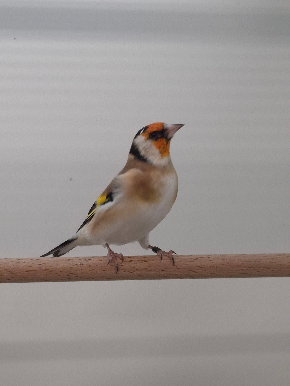 3-3 Major putters, Meerdere dieren, Wildzangvogel, Geringd