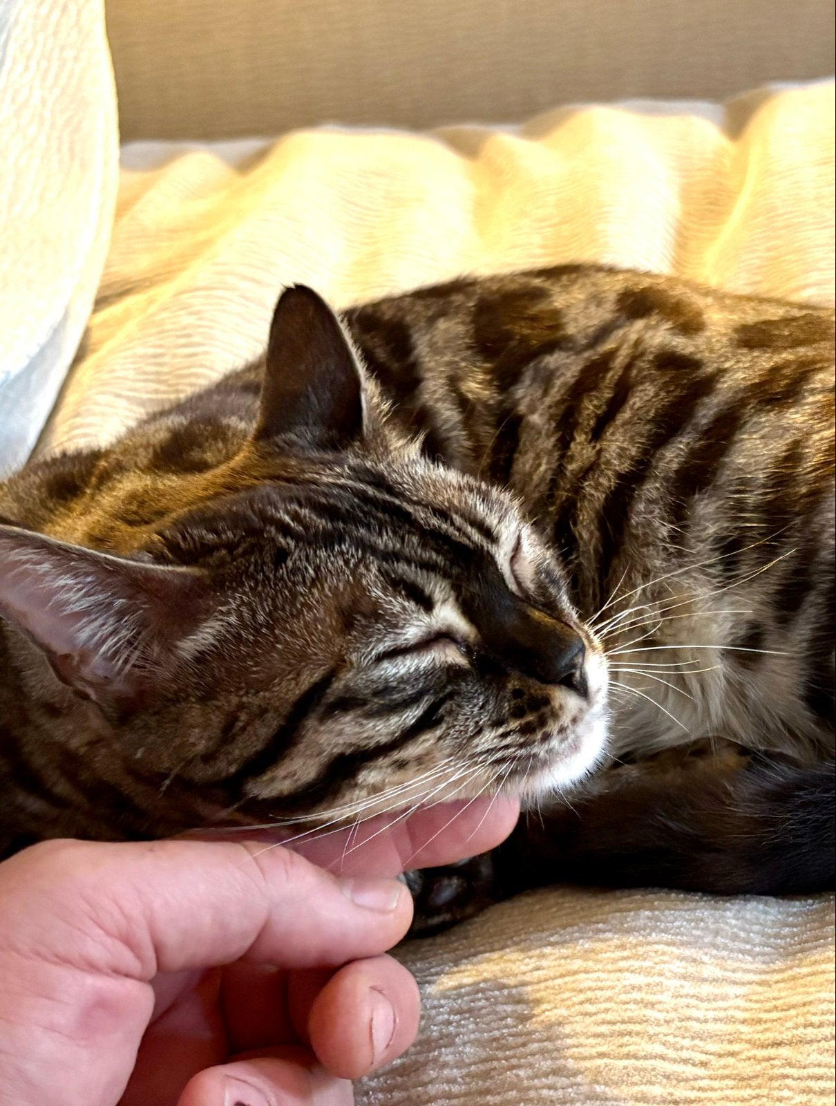 Sepia charcoal sneeuwbengaal poes getest met stamboom, Poes, Met stamboom, 3 tot 5 jaar