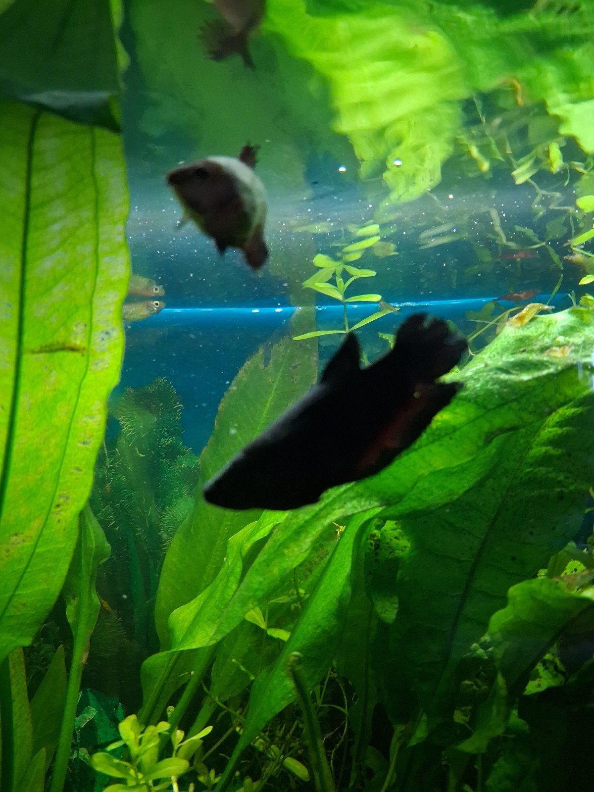 2 betta's vrouwtjes gratis, Vis