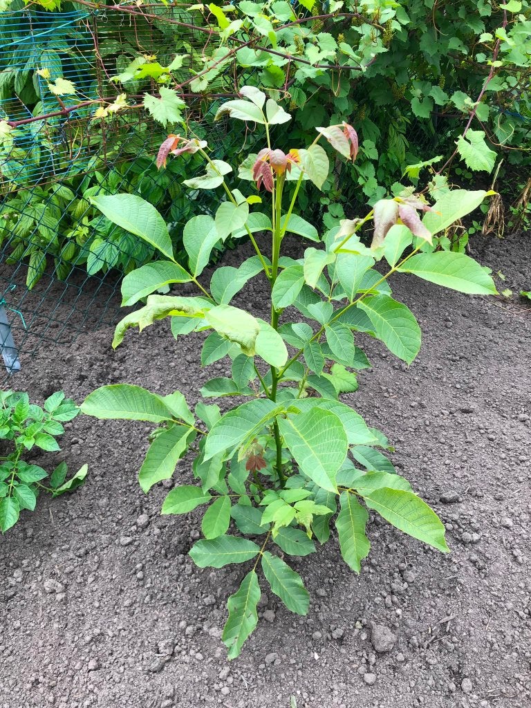 Walnotenboom, Overige soorten, Minder dan 100 cm, Zomer, Ophalen