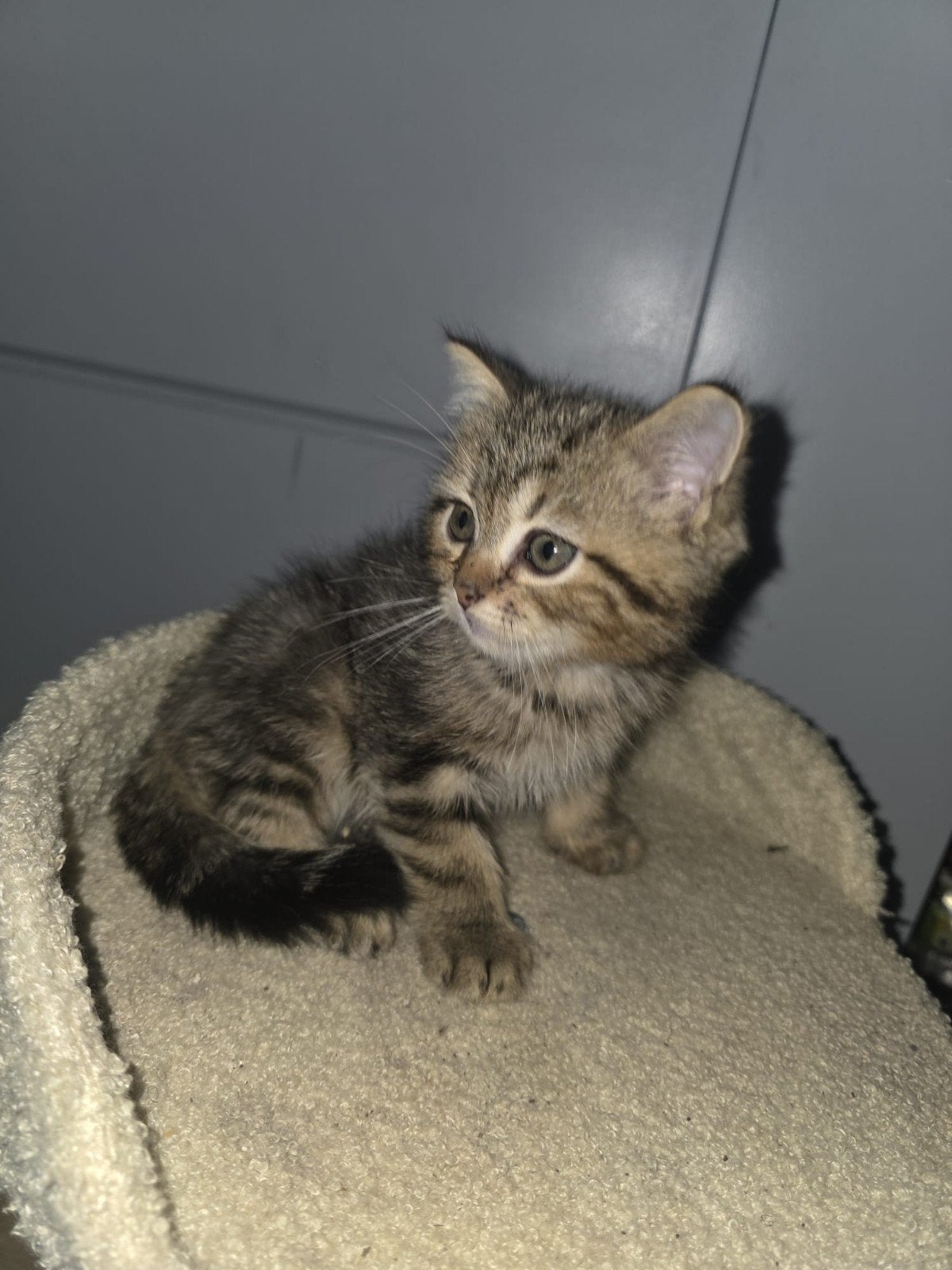 Twee prachtige britse kittens zoeken een liefdevol huisje, Meerdere dieren, Ontwormd, 0 tot 2 jaar
