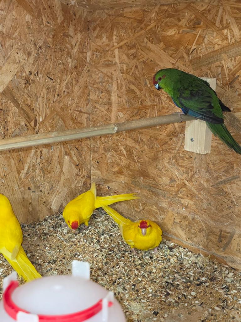 Kakariki s, Meerdere dieren, Parkiet
