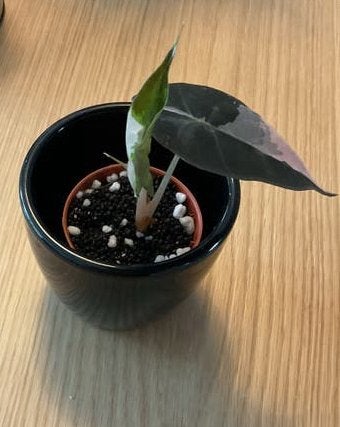 Alocasia Pink Amazonica Polly- variegata pink, Overige soorten, Vaste plant, Verzenden, Bloeit niet
