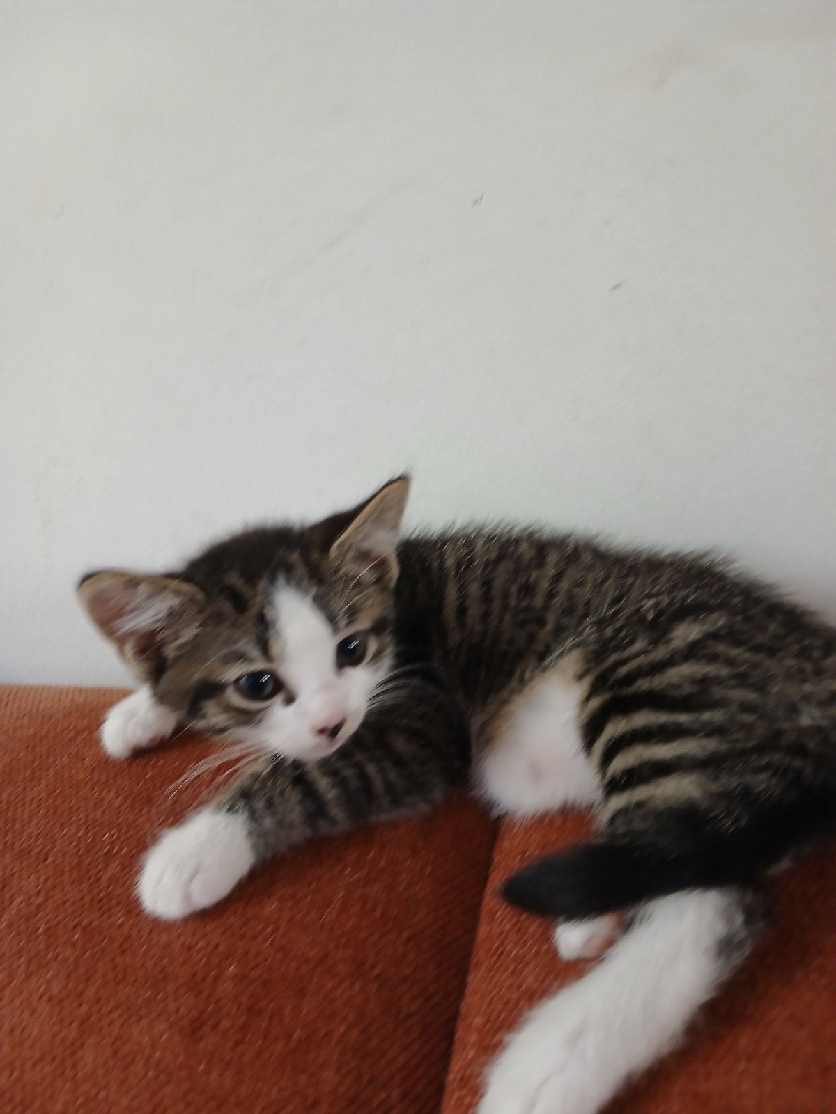 2 kittens (vr)  (Europese korthaar)  9 wkn, Poes, 0 tot 2 jaar