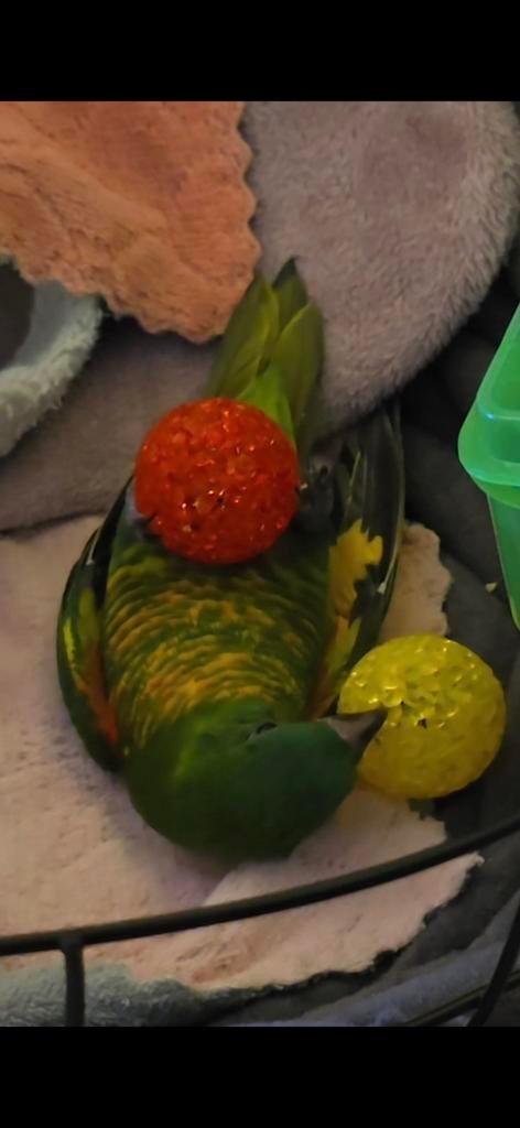 Lorikeet mooi, Mannelijk, Zangkanarie