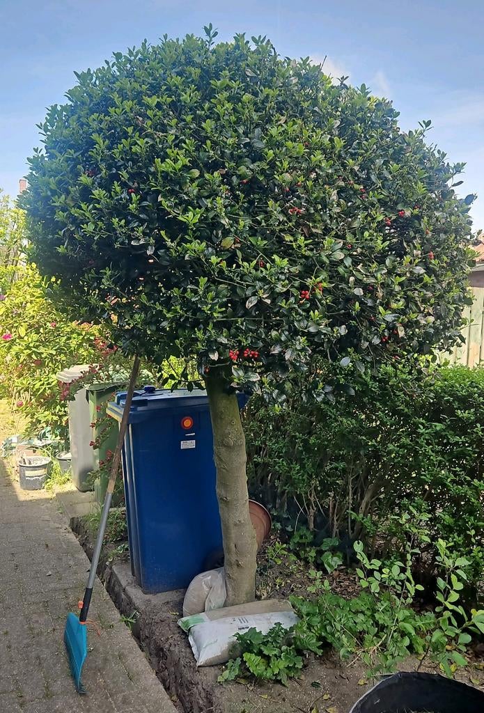 Hulst boom - Bolvormig 300 hoog, Vaste plant, Halfschaduw, Lente, Ophalen