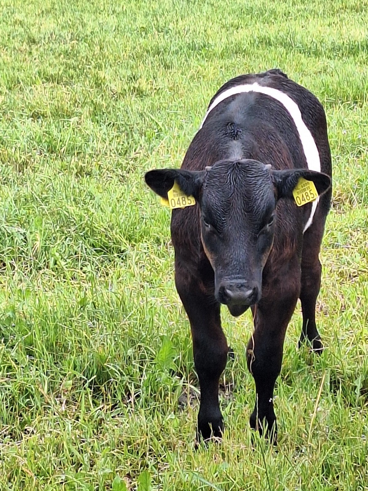 Lakenvelder stiertje, Dieren en Toebehoren, Runderen, Mannelijk