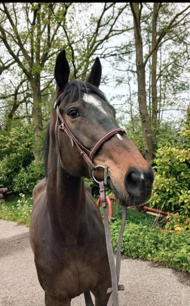Super leuke ruin, Dieren en Toebehoren, Paarden, Ruin, Niet van toepassing, 170 tot 175 cm, Recreatiepaard