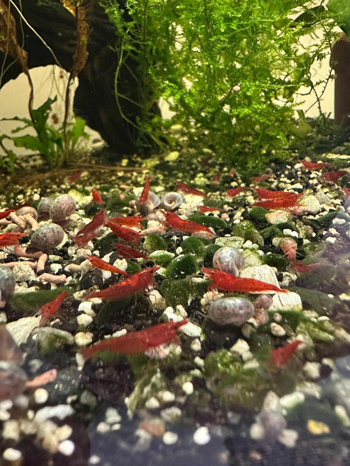 Rode neocardina garnalen, Kreeft, Krab of Garnaal, Zoetwatervis, Schoolvis