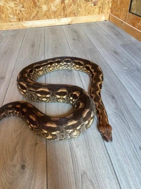 Boa  Acrantophis Madagascariensis 1.1, Dieren en Toebehoren, Slang, 7 tot 10 jaar