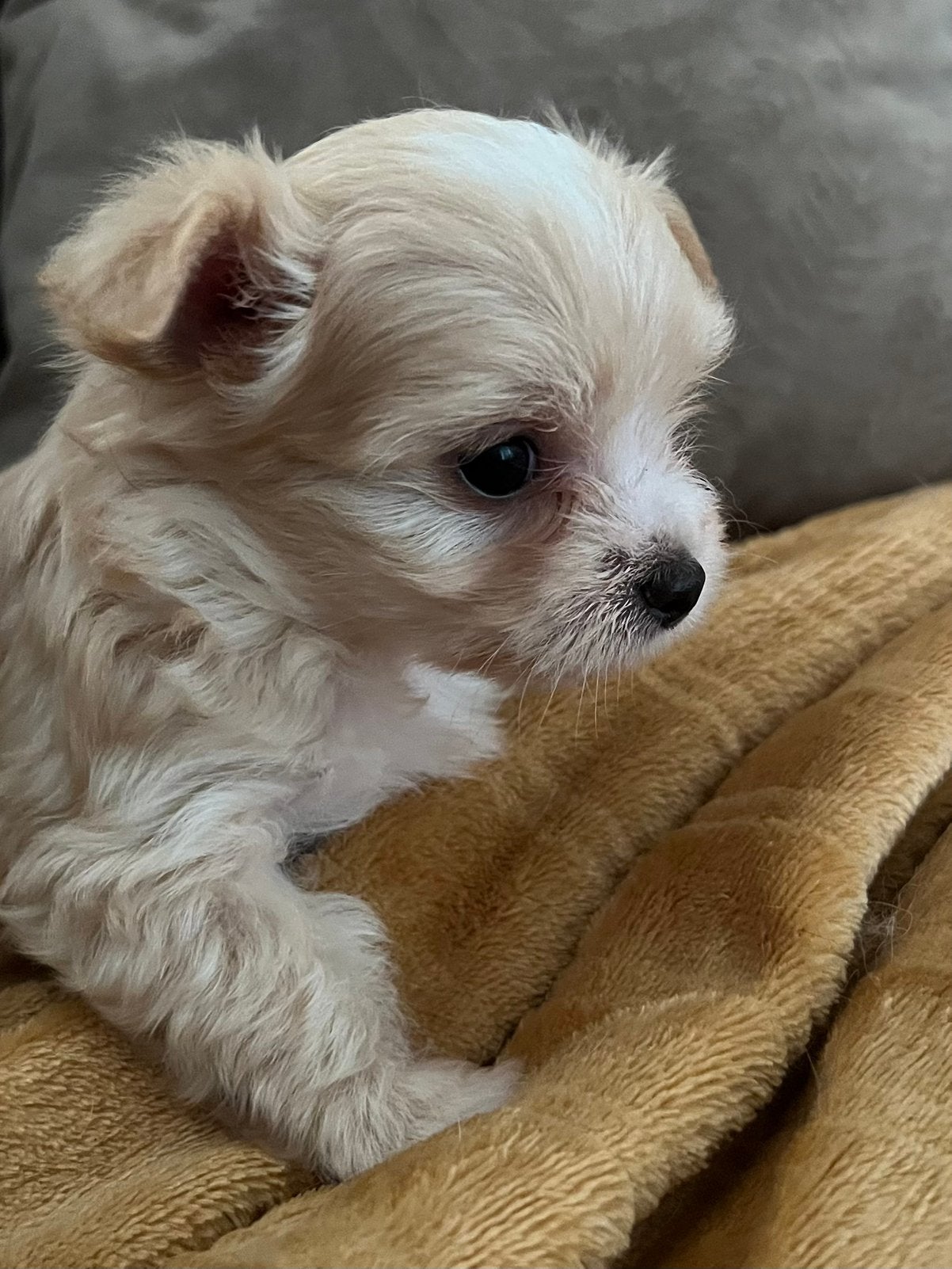 Kleine Malchi puppy’s zoeken liefdevol baasje., Dieren en Toebehoren, Honden | Chihuahua's en Gezelschapshonden, Parvo, Maltezer