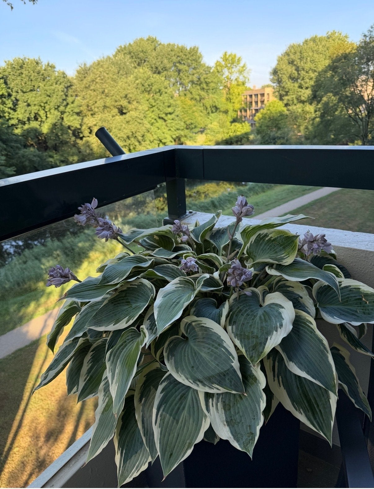 Bloeiende Hosta in Antraciet Pot (71x35cm), Vaste plant, Halfschaduw, Zomer, Ophalen