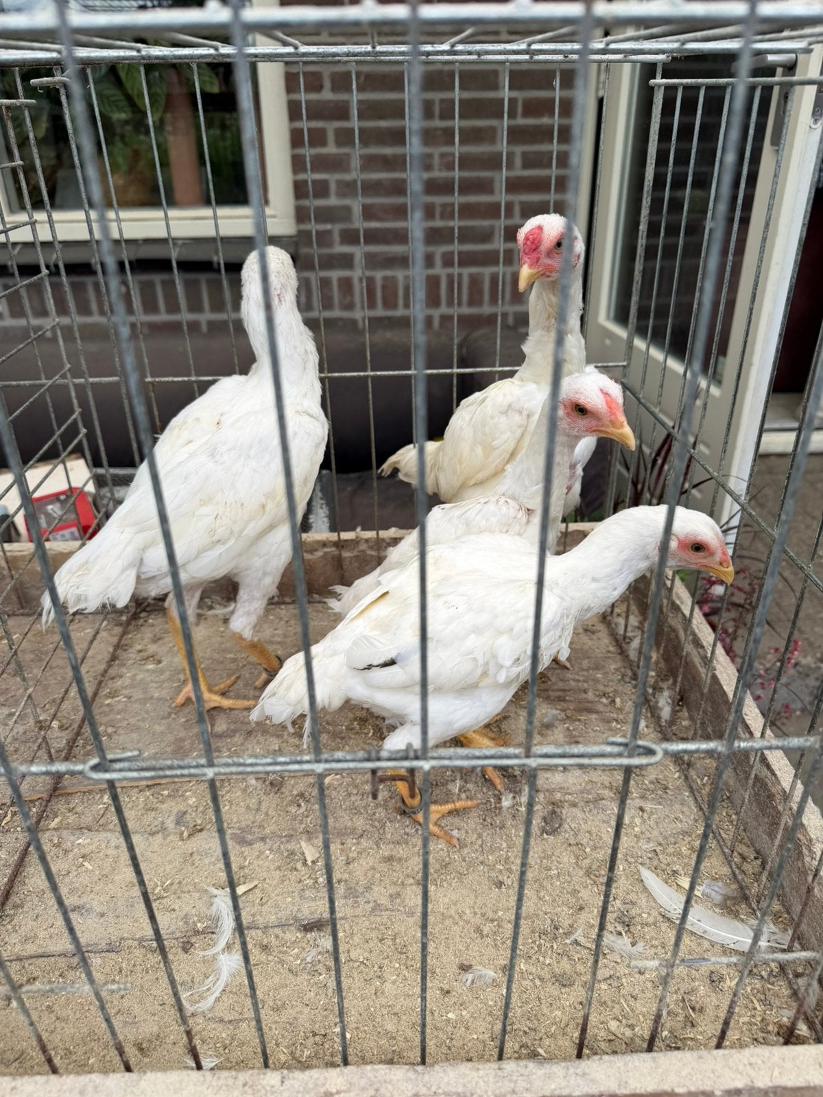Shamo kriel Wit, Dieren en Toebehoren, Meerdere dieren, Kip