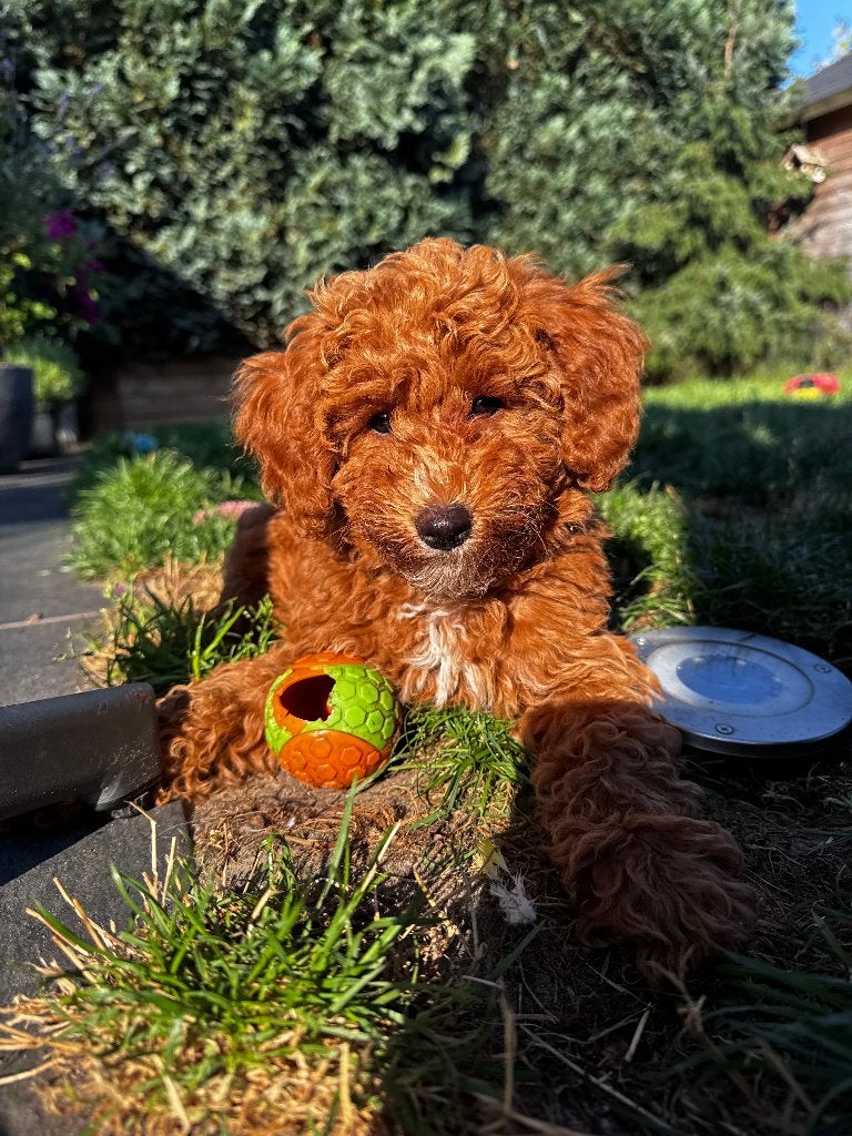 Maltipoo pup, Parvo, Overige rassen, 8 tot 15 weken, Teef