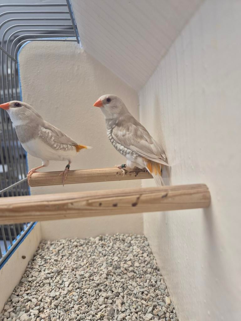 Koppel Diamantvinken, Geelsnavel Pastel!, Dieren en Toebehoren, Vogels | Overige Vogels, Meerdere dieren