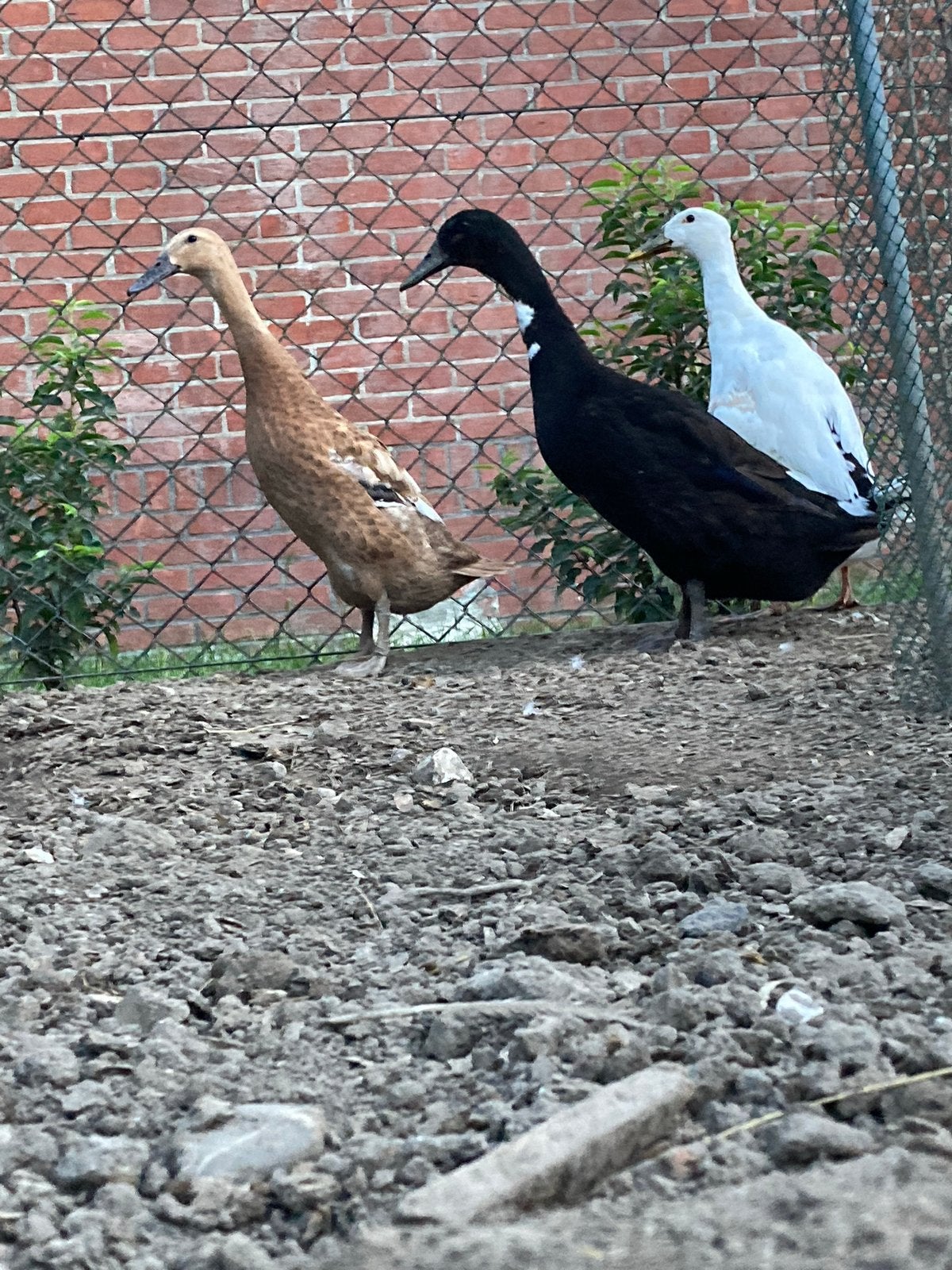 Indische loopeenden, Dieren en Toebehoren, Meerdere dieren, Eend