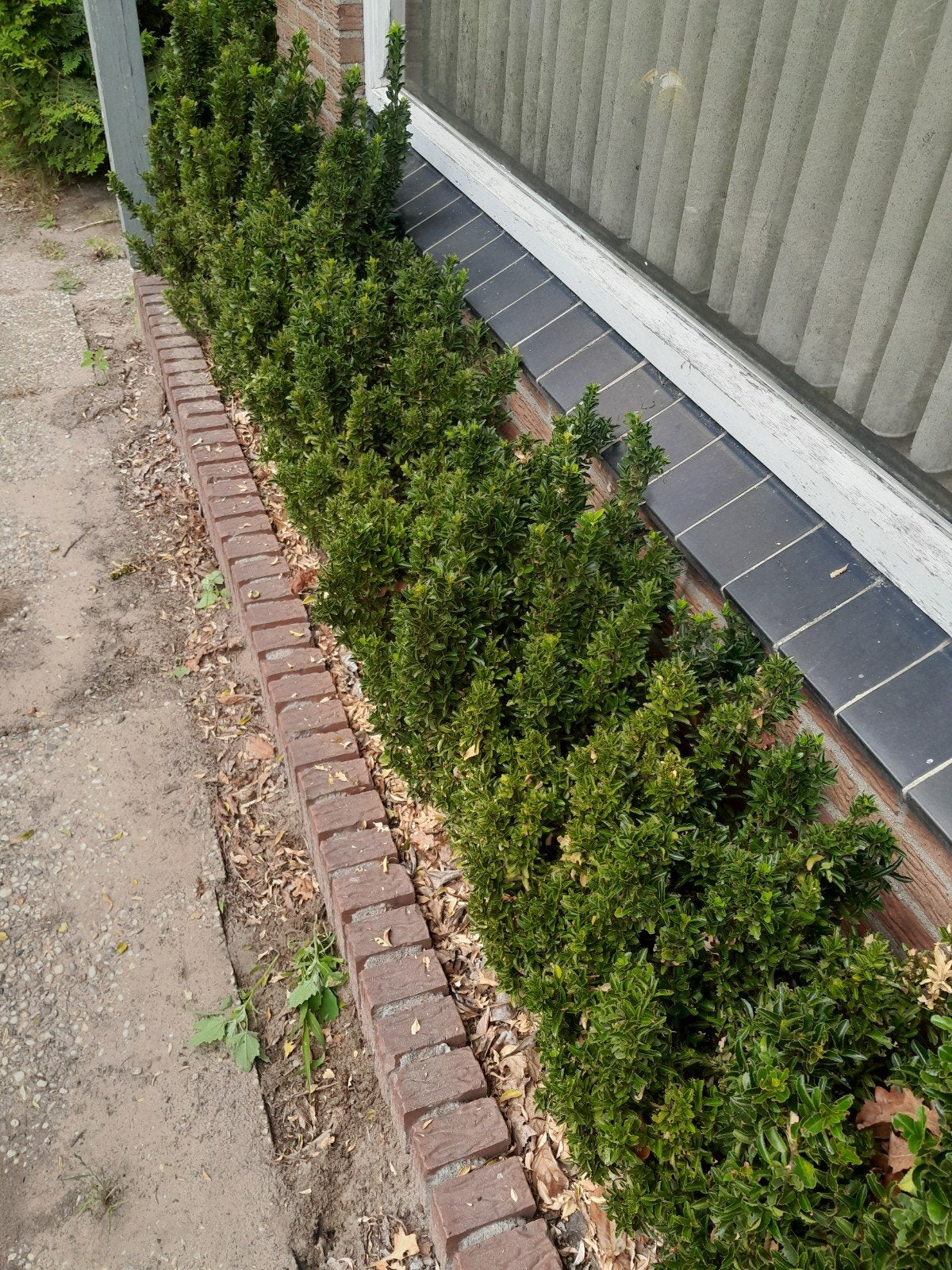 Ilex haag, Ophalen