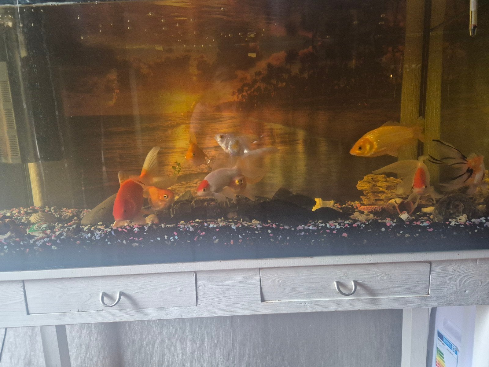 aquarium, Ophalen, Gevuld zoetwateraquarium