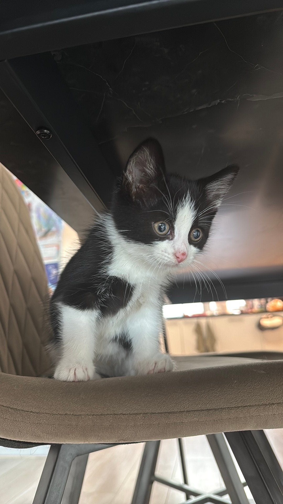 Kitten, Kater
