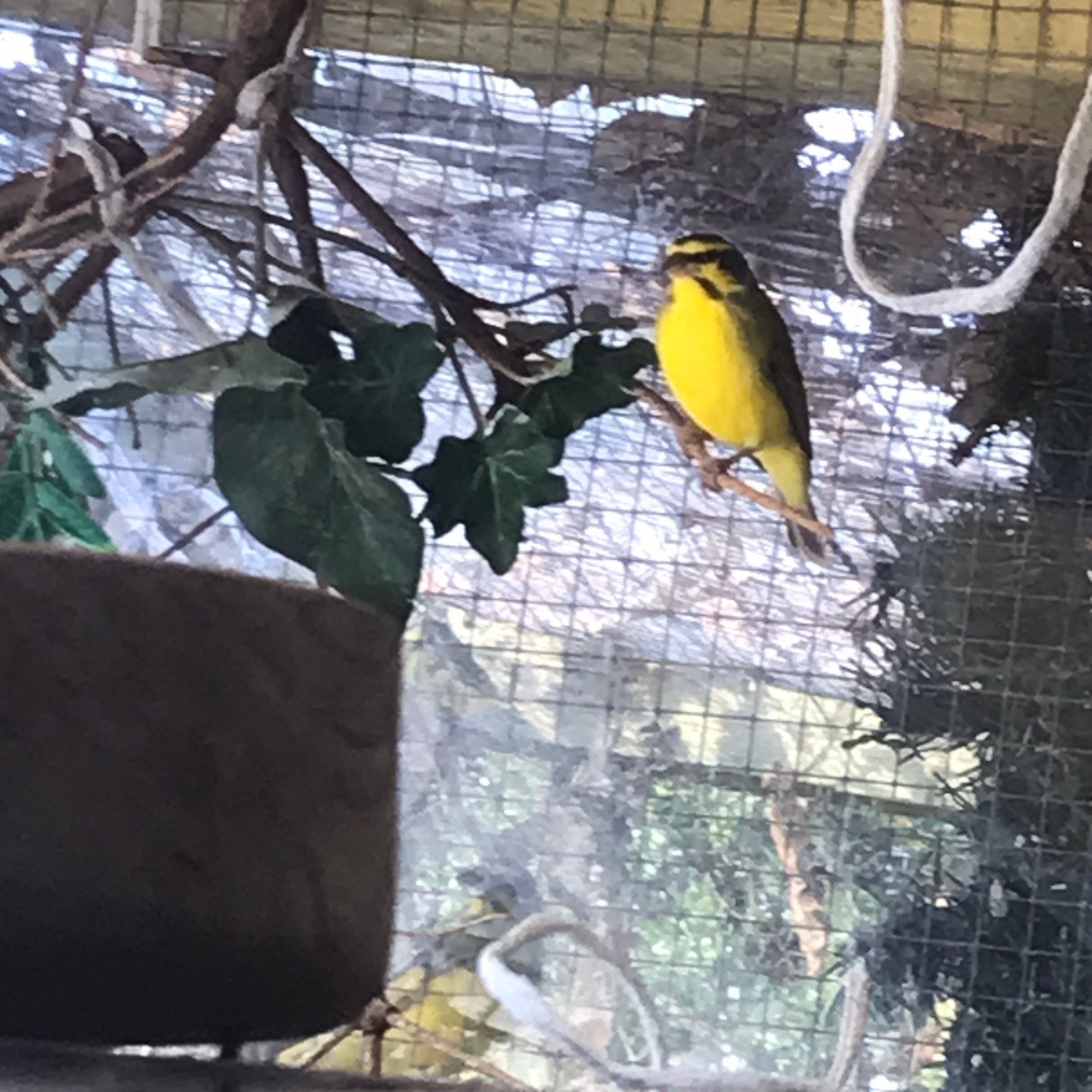 Mozambiquesijs sijs sijzen sijsjes Mozambique, Mannelijk, Tropenvogel, Geringd