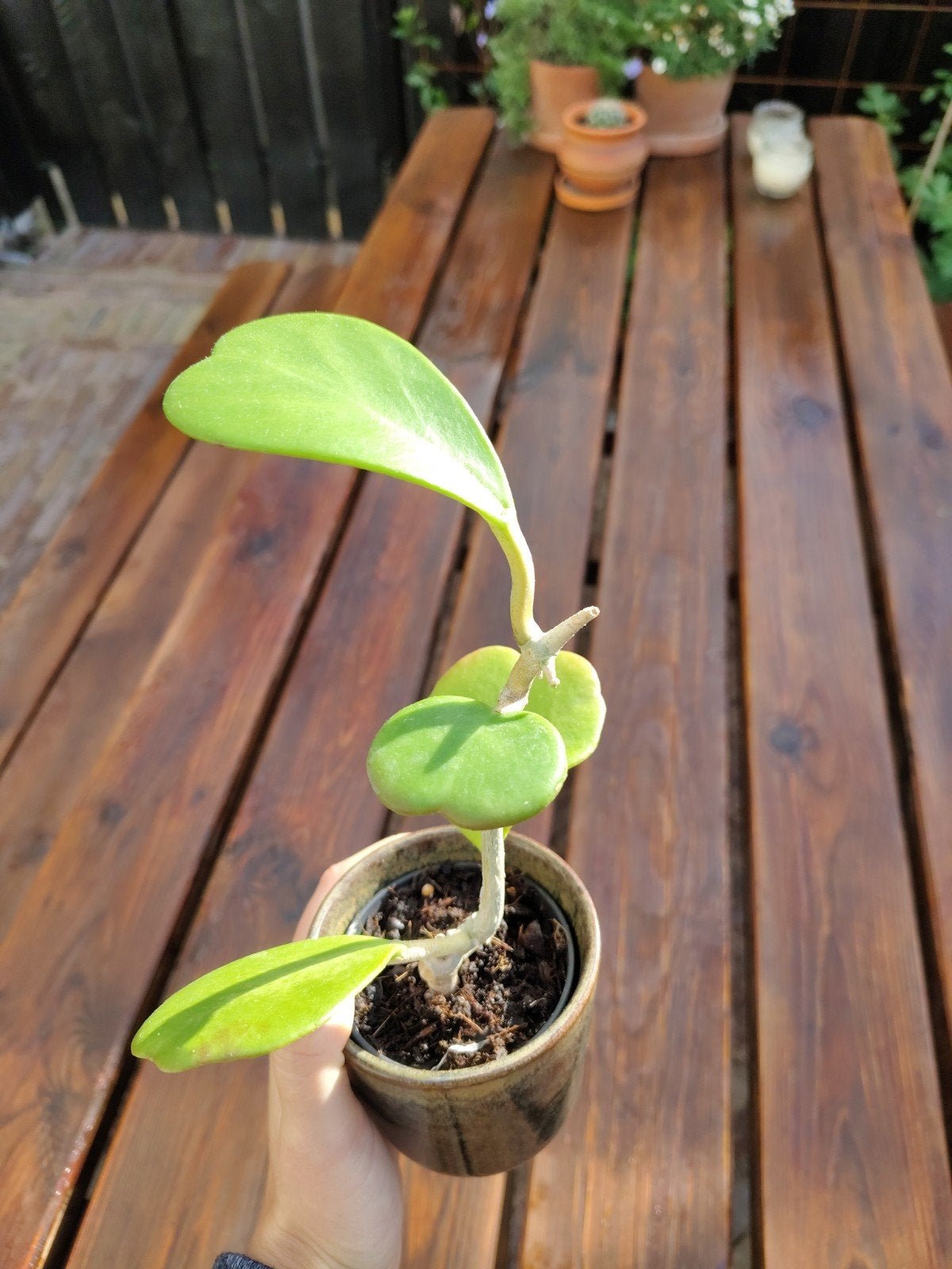 Foto 3 van Hoya Kerrii gewortelde stek