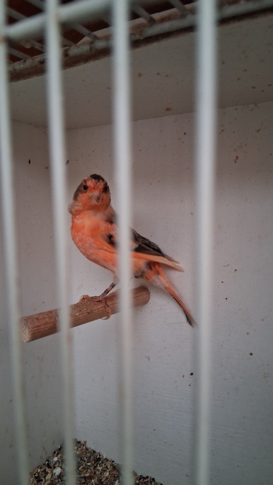 vogels, Dieren en Toebehoren, Mannelijk, Zangkanarie