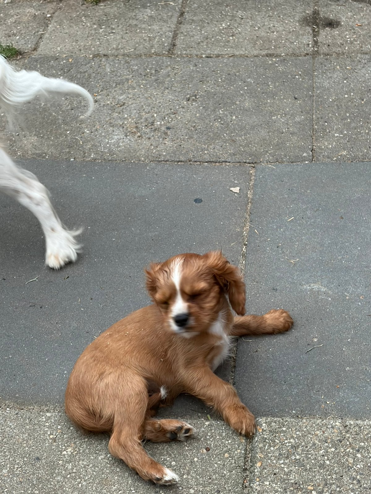 Rubby  reu cavalier king charles, Reu, 8 tot 15 weken, Parvo, Eén hond