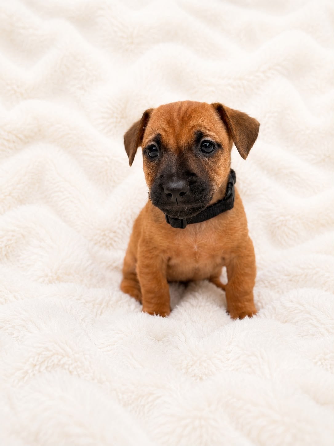 Jack russel pup/puppy’s mogen het nest verlaten, Dieren en Toebehoren, Honden | Jack Russells en Terriërs, Jack Russell Terriër