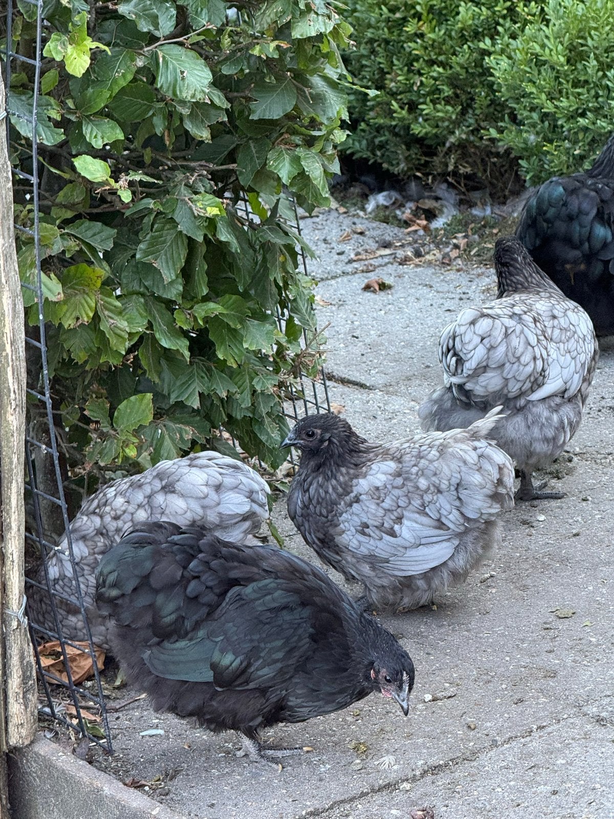 orpingto kriel hennen en hanen, Dieren en Toebehoren, Pluimvee, Meerdere dieren, Kip