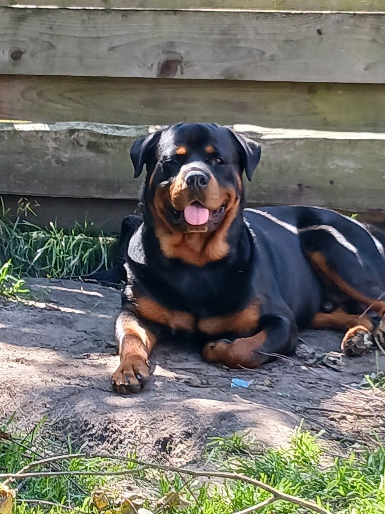 Prachtige Rottweiler Dekreu, Reu, 1 tot 2 jaar, Eén hond, Nederland