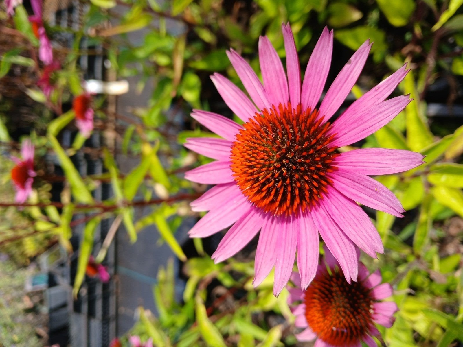 Echinacea Purpurea - Rode Zonnehoed (Vaste plant), Volle zon, Vaste plant, Zomer, Ophalen