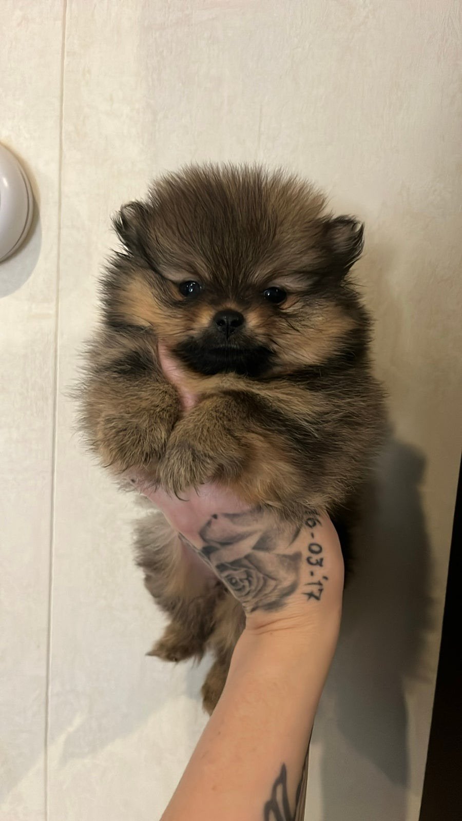 Pomeriaan pups, Parvo, Overige rassen, 8 tot 15 weken, Meerdere