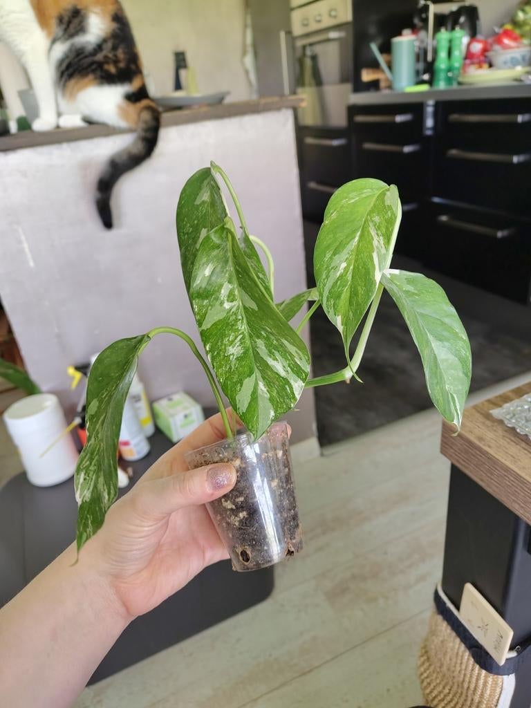 Stekje Epipremnum pinnatum variegata, Ophalen, Halfschaduw, Minder dan 100 cm