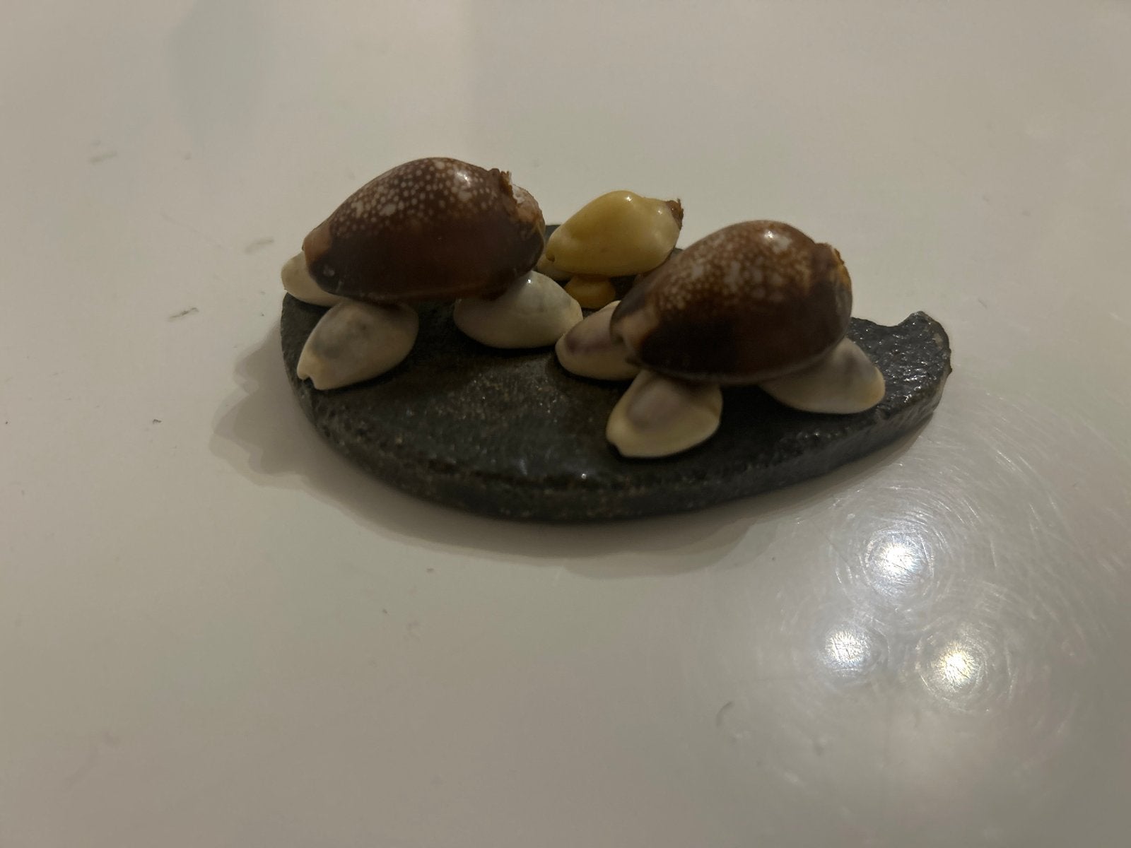 Decoratieve schildpadjes van schelpen op steen, Ophalen of Verzenden, Zo goed als nieuw