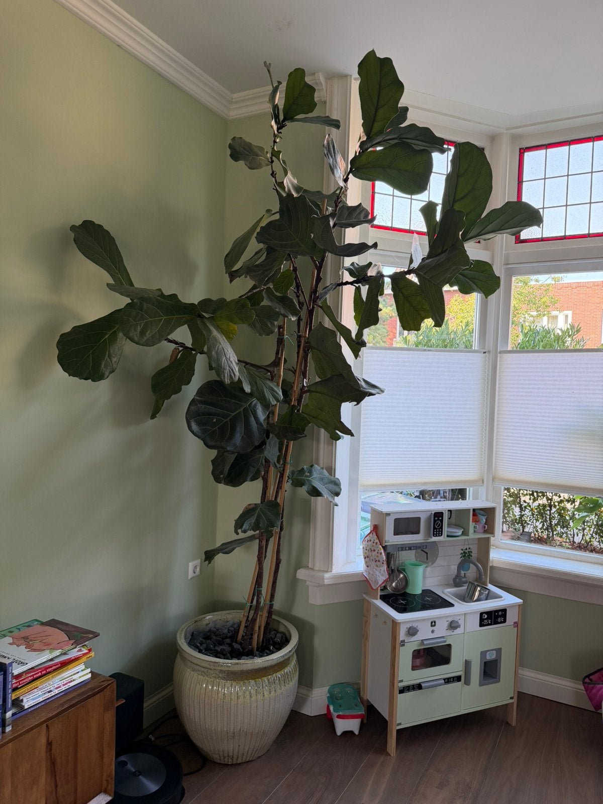 Grote ficus lyrata met pot, Huis en Inrichting, Kamerplanten, Ophalen, Ficus, Halfschaduw, 200 cm of meer
