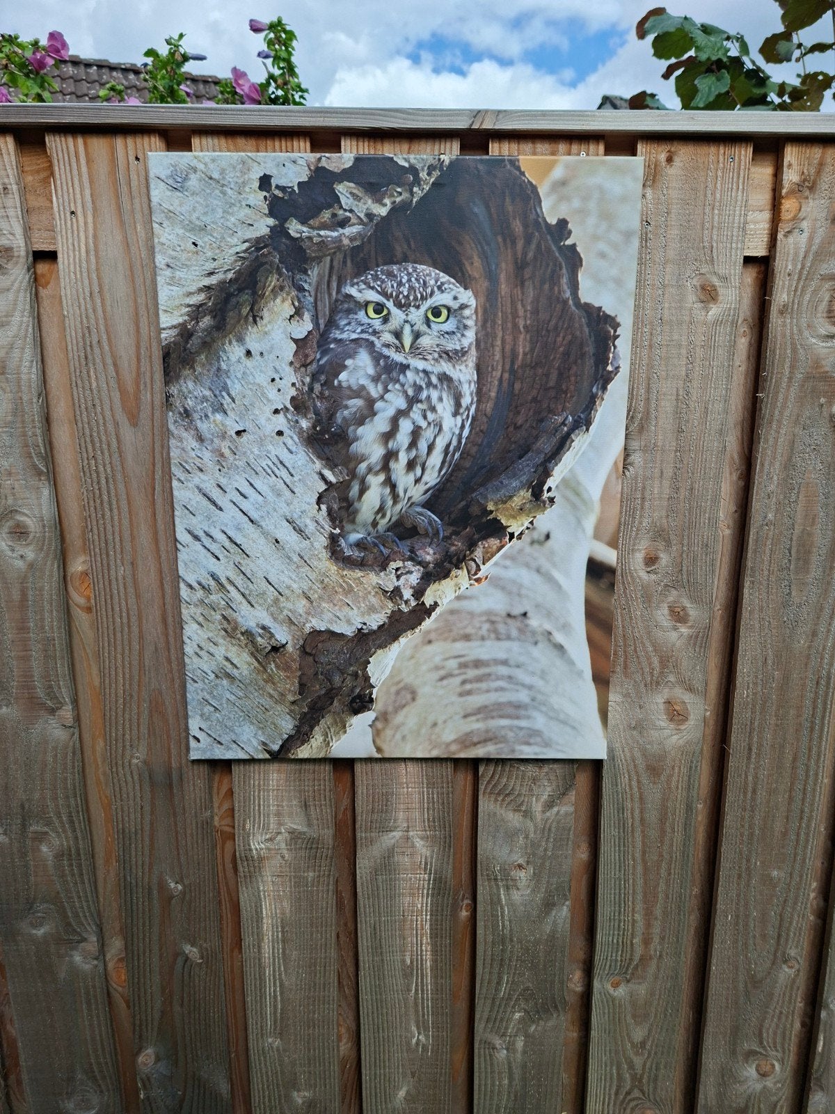 Natuurfotografie op doek: Uil in berkenboom (80x60 cm), Ophalen, 75 – 100, 50 tot 75 cm, Print