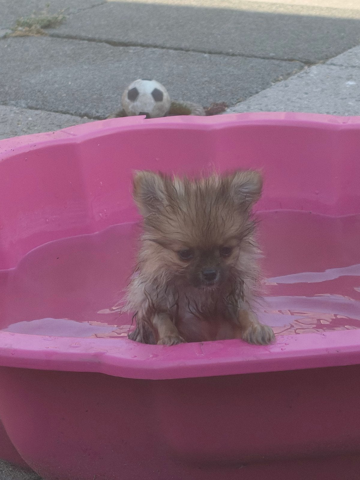 Pomeriaan x chihuahua, Parvo, 8 tot 15 weken, Eén hond, Nederland